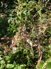 Cuscuta japonica