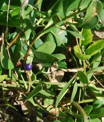 Myoporum boninense