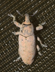 Lixus professus