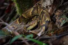 Bothrops jararaca