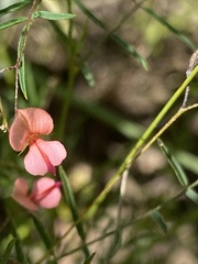 Indigofera filipes