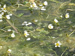 Ranunculus aquatilis