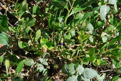 Myoporum boninense