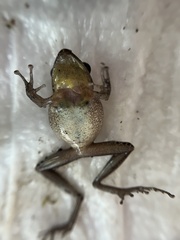 W Rainfrog photo 2