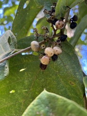 Cordia sulcata