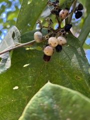 Cordia sulcata