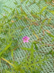 Erodium stephanianum