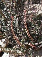 Astrolepis cochisensis