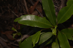 Litsea reticulata