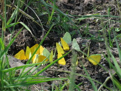 Phoebis philea