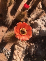 Corryocactus erectus