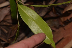 Litsea reticulata