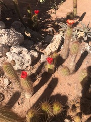 Corryocactus erectus