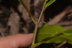 Litsea reticulata