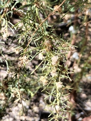 Baccharis linearis