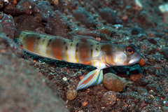 Amblyeleotris arcupinna