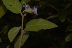 Solanum hapalum