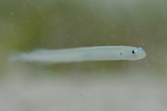 Gunnellichthys monostigma