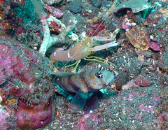 Amblyeleotris guttata