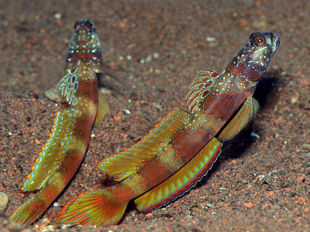 Broad-Band Prawn-Goby