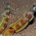 Wide-barred Shrimpgoby - Photo (c) uwkwaj, some rights reserved (CC BY-NC), uploaded by uwkwaj