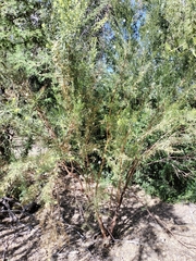 Baccharis linearis
