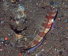 Amblyeleotris periophthalmus