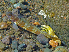 Amblyeleotris periophthalmus