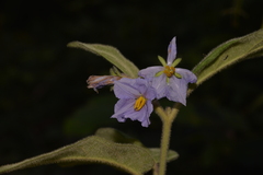 Solanum hapalum