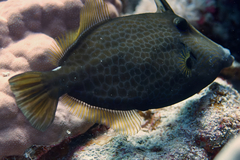 Cantherhines pardalis