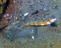 Amblyeleotris periophthalmus