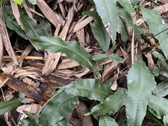 Grypothrix triphylla