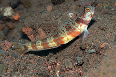 Amblyeleotris periophthalmus