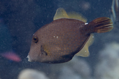 Cantherhines pardalis