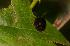 Chalcomela nitida