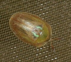 Cassida vittata