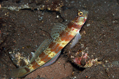 Amblyeleotris periophthalmus