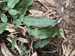 Grypothrix triphylla