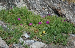 Carpobrotus glaucescens