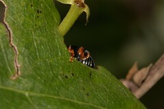Chalcomela nitida