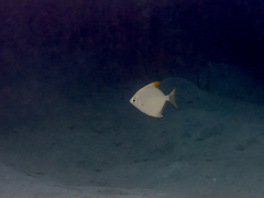 Monodactylus argenteus