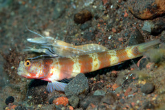 Amblyeleotris periophthalmus