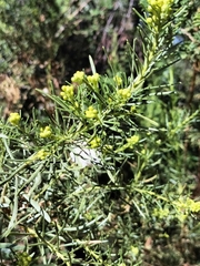 Baccharis linearis