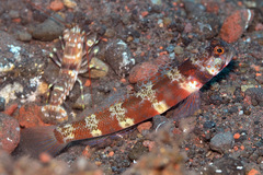 Amblyeleotris periophthalmus