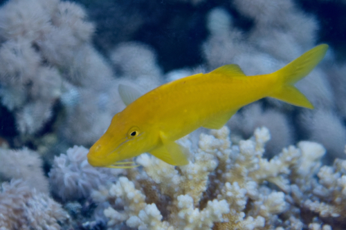 Goldsaddle Goatfish