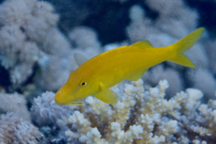 Gold-Saddle Goatfish photo 4