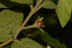 Solanum hapalum