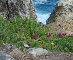 Carpobrotus glaucescens
