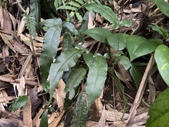 Grypothrix triphylla