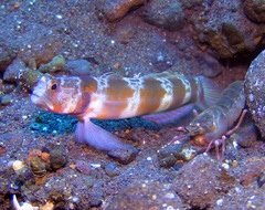 Amblyeleotris periophthalmus